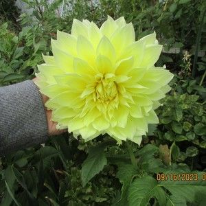 Meet your Posher, Rita